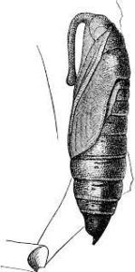 Pupa 