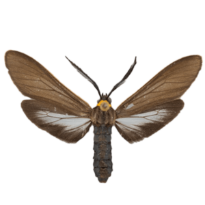 Yellow Collared Scape Moth