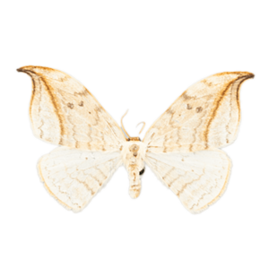 Arched Hooktip Moth