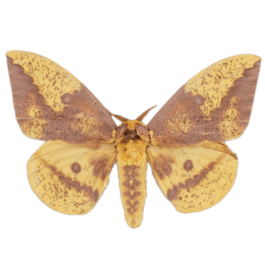 Imperial Moth