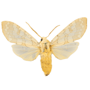 Banded Tussock Moth