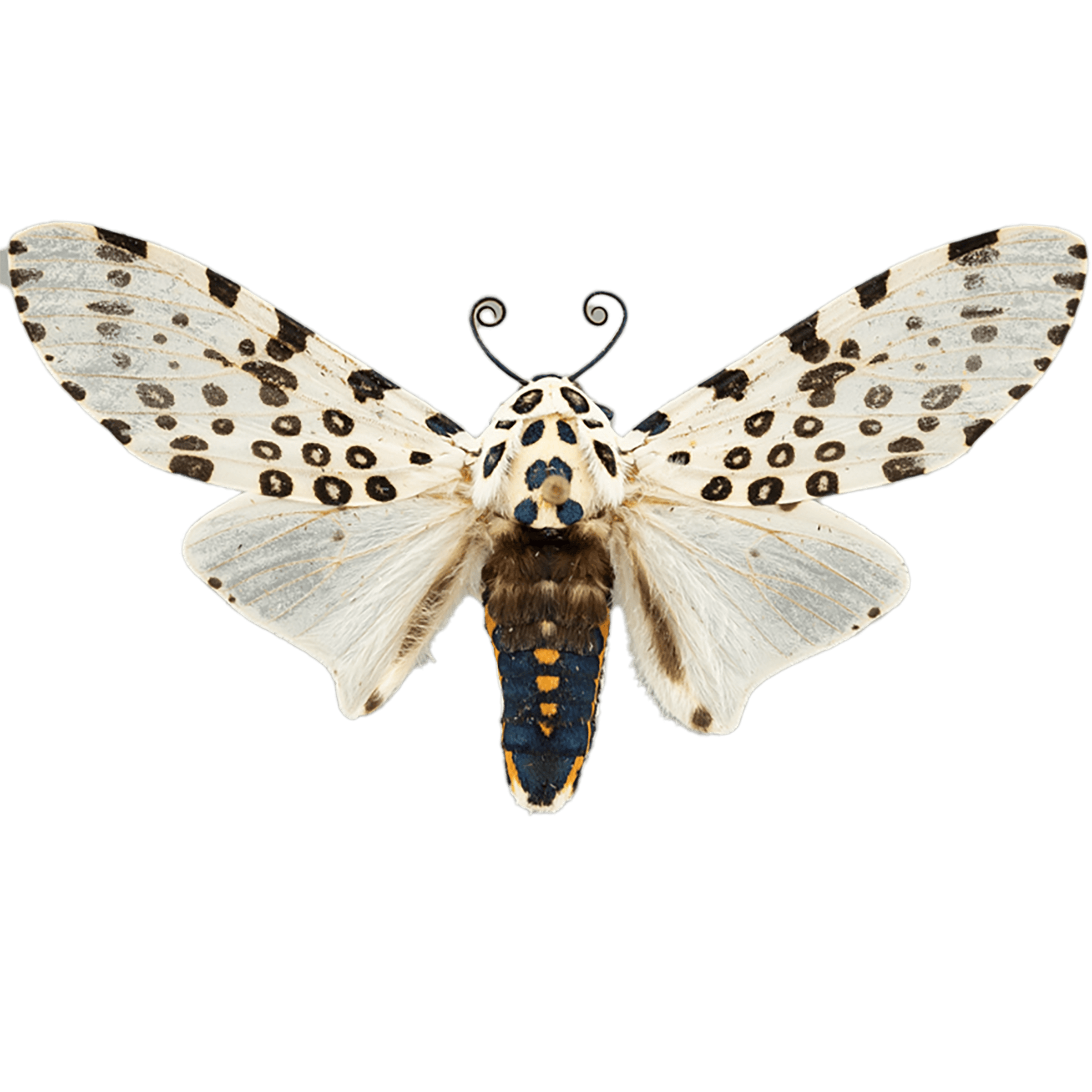 Giant Leopard Moth - The Wisconsin Moths Field Guide