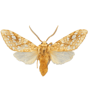 Hickory Tussock Moth