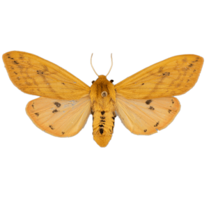 Isabella Tiger Moth