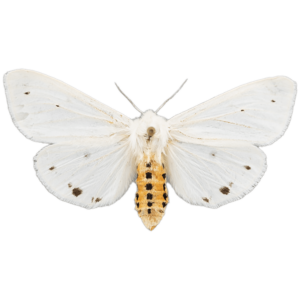 Virginian Tiger Moth