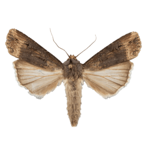 Ipsilon Dart Moth