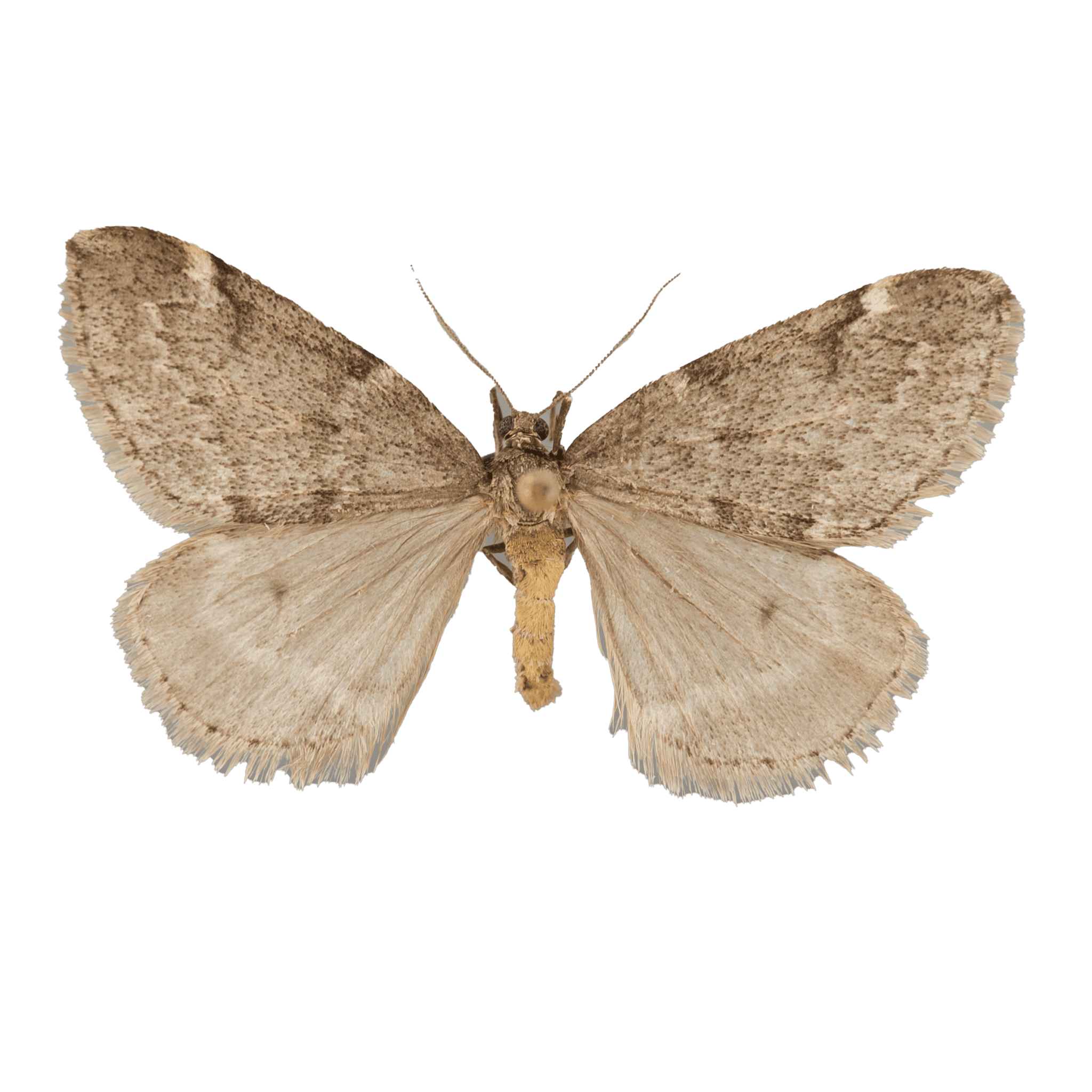 Identify - The Wisconsin Moths Field Guide