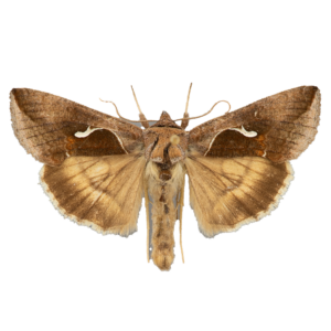 Celery Looper Moth