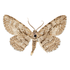 Common Gray Moth