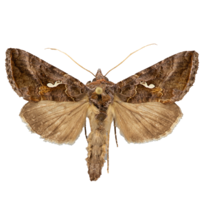 Common Looper Moth