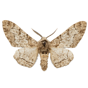 Peppered Moth