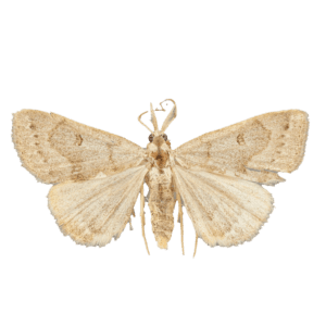 Morbid Owlet Moth