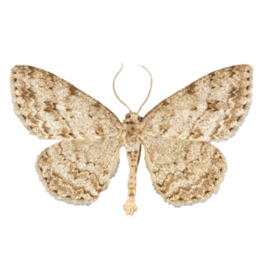 Small Engrailed Moth