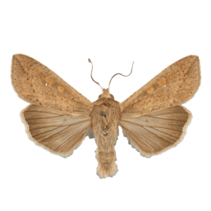 Armyworm Moth