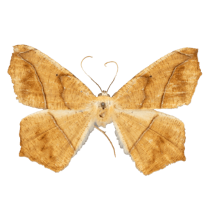 Large Maple Spanworm Moth